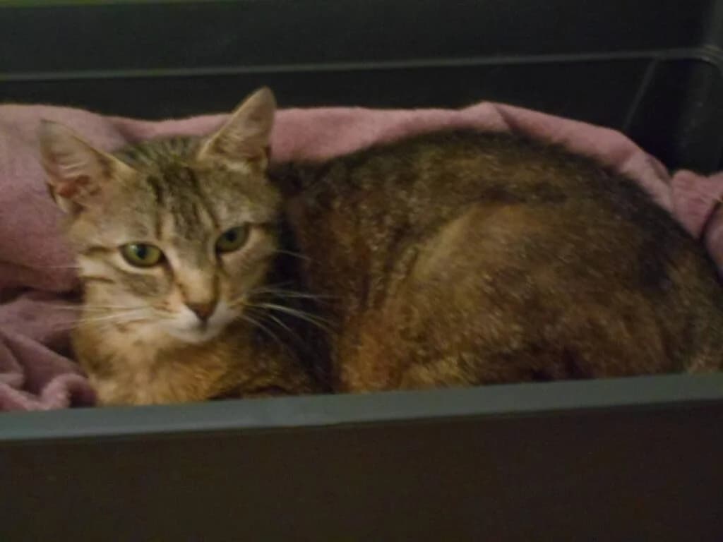 Frimousse, female Mixed Breed for adoption at SPA de la Haute-Vienne, Couzeix