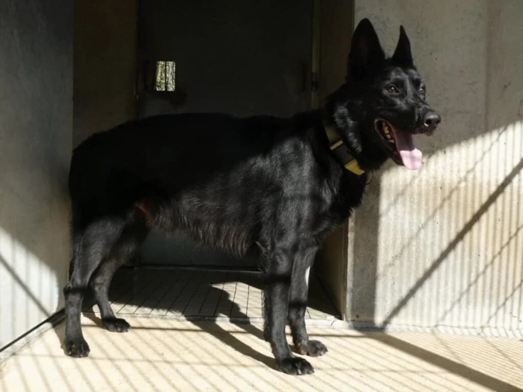 Furtif, male German Shepherd for adoption at SPA de la Haute-Vienne, Couzeix