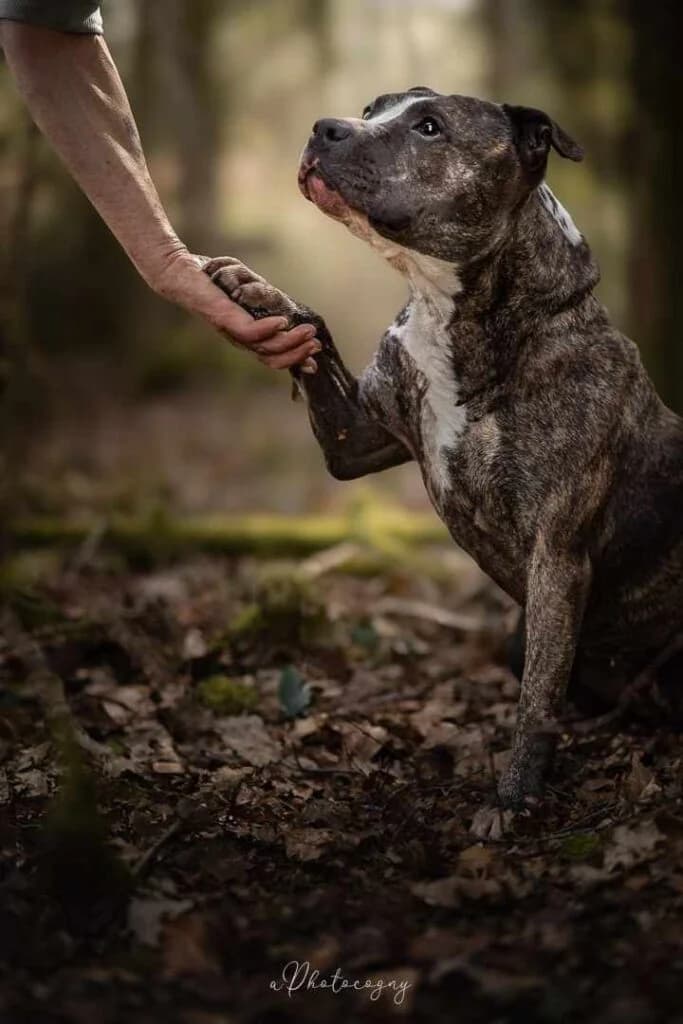Gala, female American Staffordshire Terrier for adoption at SPA de la Haute-Vienne, Couzeix