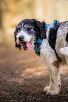 Gipsy, male mixed breed for adoption at SPA de la Haute-Vienne, Couzeix — photo 8 of 9