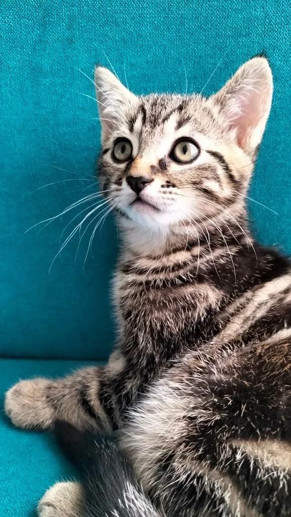 Gribouille, male Mixed Breed for adoption at SPA de la Haute-Vienne, Couzeix
