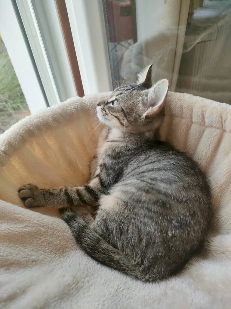 Jasper, male Mixed Breed for adoption at SPA de la Haute-Vienne, Couzeix