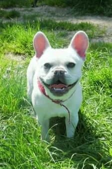 Jim, male young French Bulldog for adoption at SPA de la Haute-Vienne, Couzeix