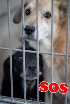 Junior et Aïcky, male senior mixed breed for adoption at SPA de la Haute-Vienne, Couzeix