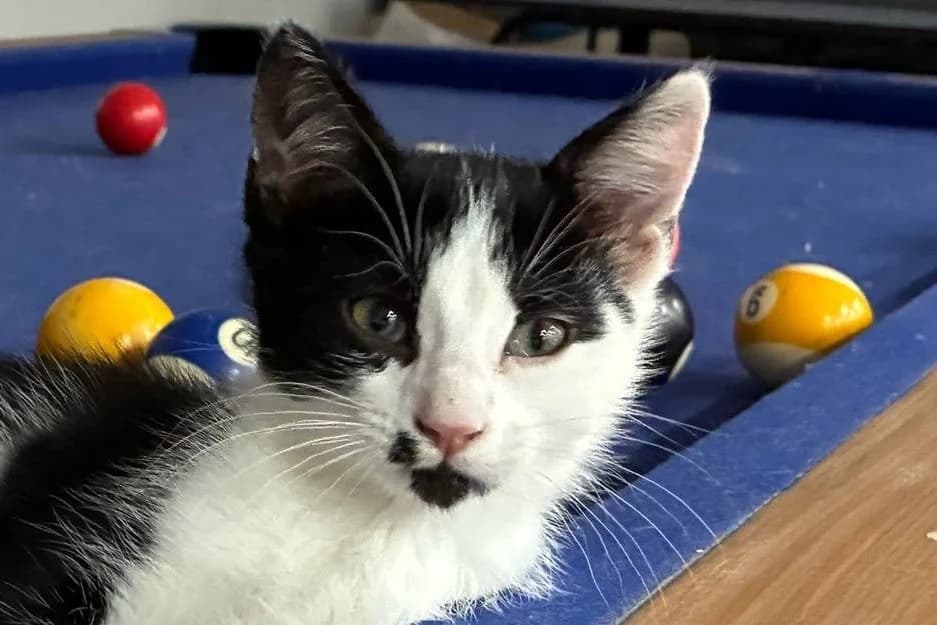 Kit-Kat, female Mixed Breed for adoption at SPA de la Haute-Vienne, Couzeix