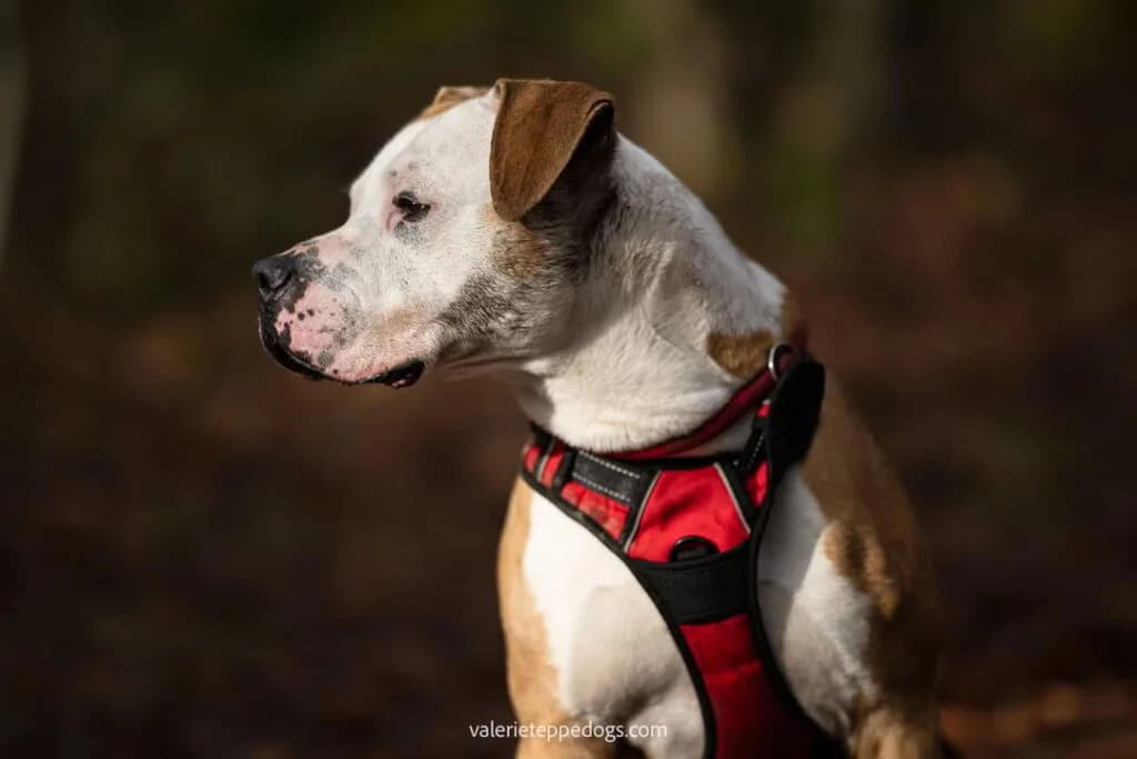 Lambo, male Mixed Breed for adoption at SPA de la Haute-Vienne, Couzeix