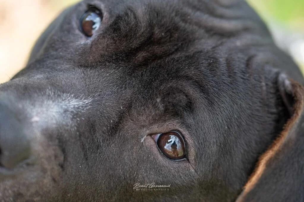 Laurette, female American Staffordshire Terrier for adoption at SPA de la Haute-Vienne, Couzeix