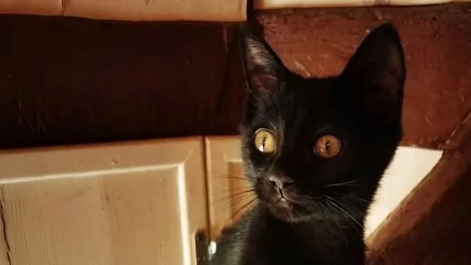 Léon, Mixed Breed (SPA de la Haute-Vienne)