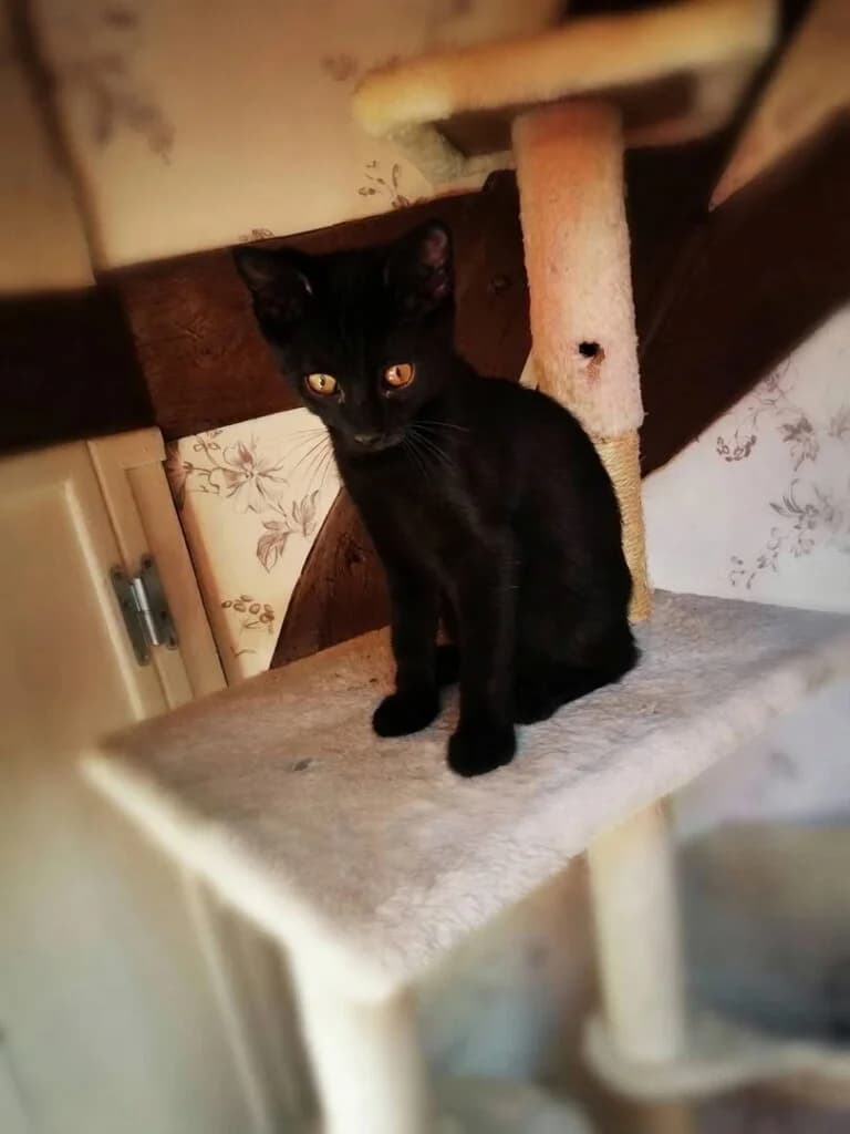 Léon, male Mixed Breed for adoption at SPA de la Haute-Vienne, Couzeix