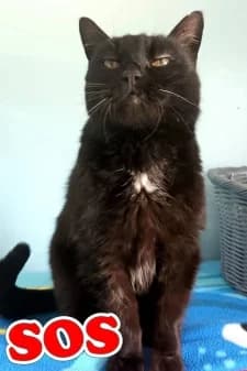Libellule, male 6yo European Shorthair for adoption at SPA de la Haute-Vienne, Couzeix