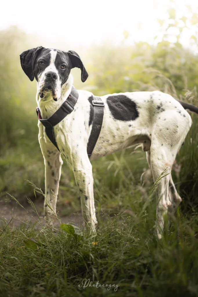 Livio, male Pointer for adoption at SPA de la Haute-Vienne, Couzeix