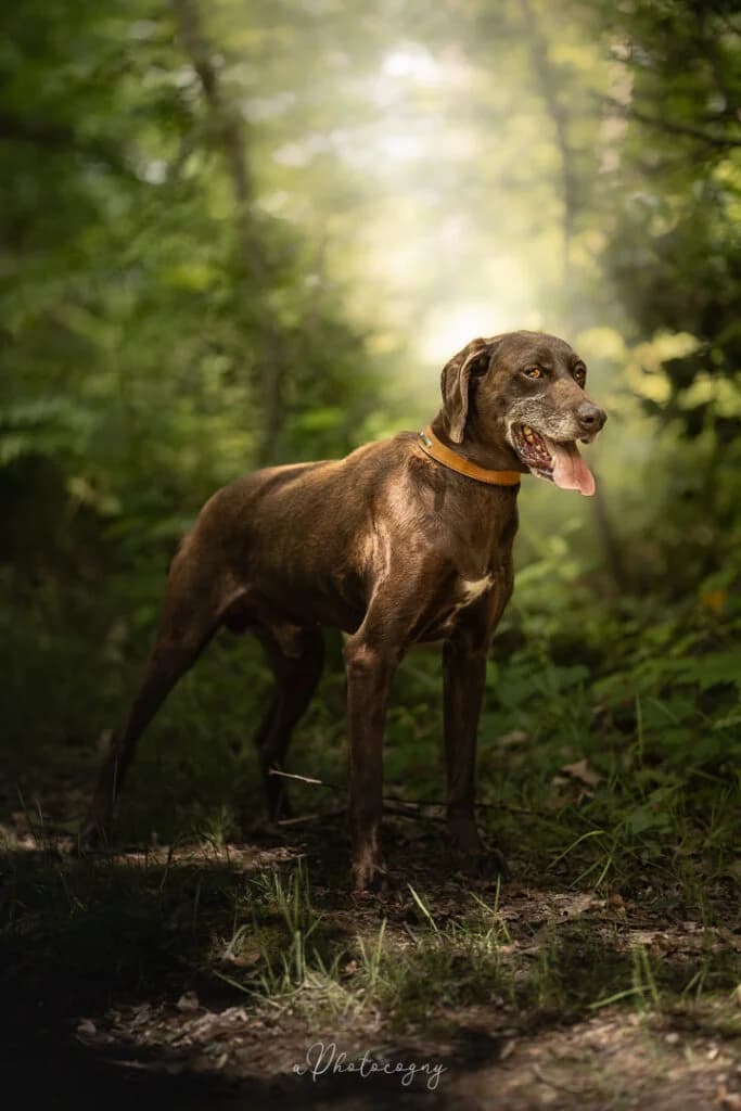 Maestro, male Pointer for adoption at SPA de la Haute-Vienne, Couzeix