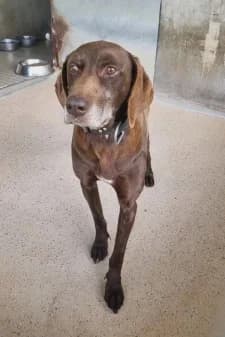 Maestro, male Pointer for adoption at SPA de la Haute-Vienne, Couzeix — photo 8 of 9