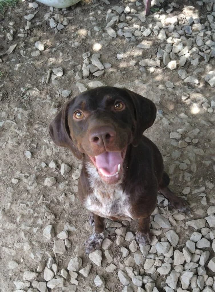Magda, female Mixed Breed for adoption at SPA de la Haute-Vienne, Couzeix