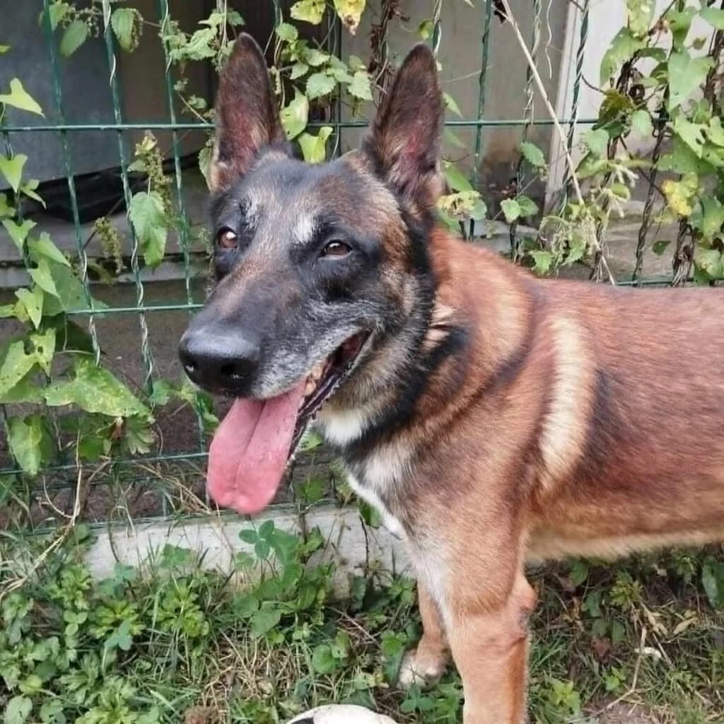 Mars, male Mixed Breed for adoption at SPA de la Haute-Vienne, Couzeix