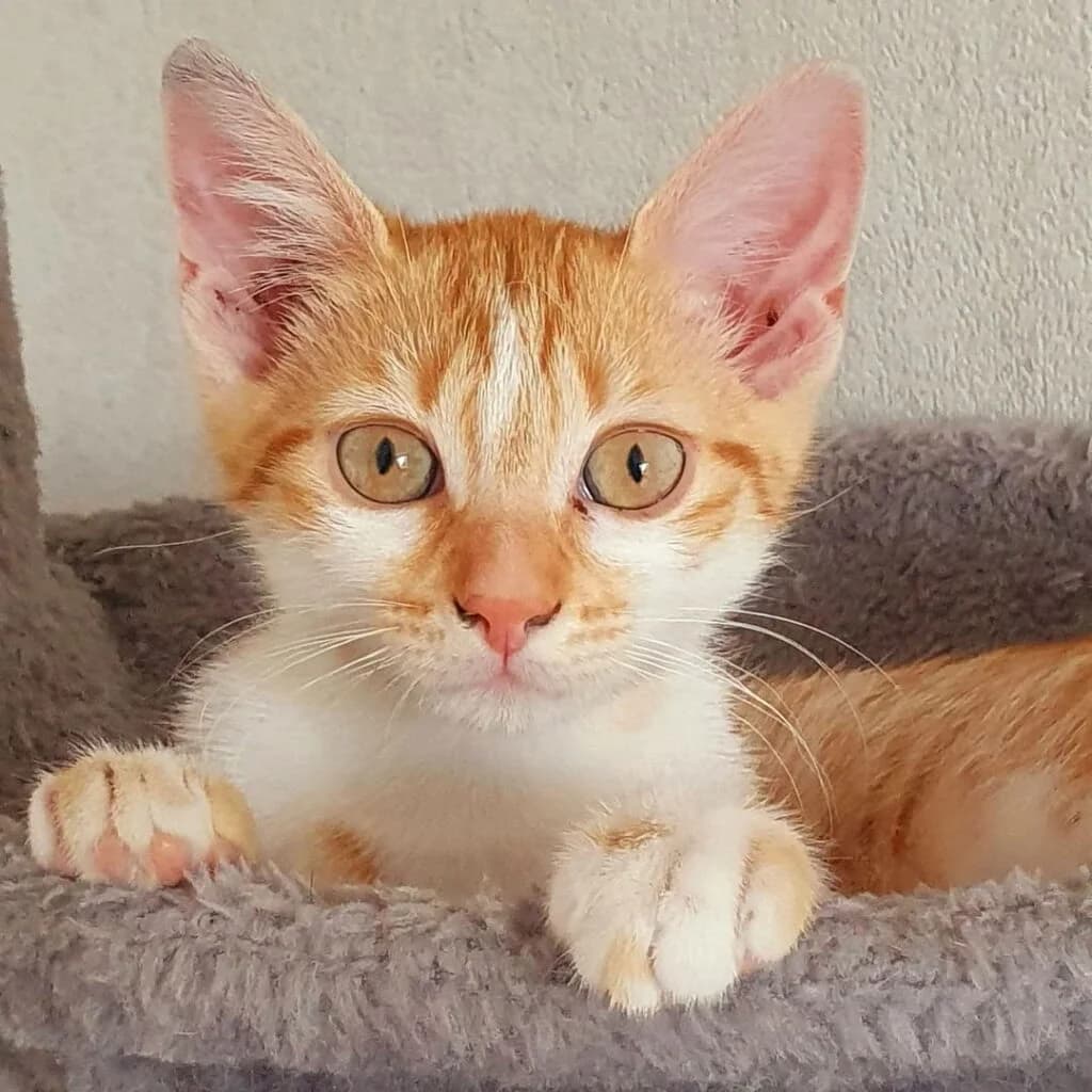 Melody, female Mixed Breed for adoption at SPA de la Haute-Vienne, Couzeix