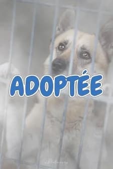 Mia, male Belgian Malinois for adoption at SPA de la Haute-Vienne, Couzeix — photo 8 of 9