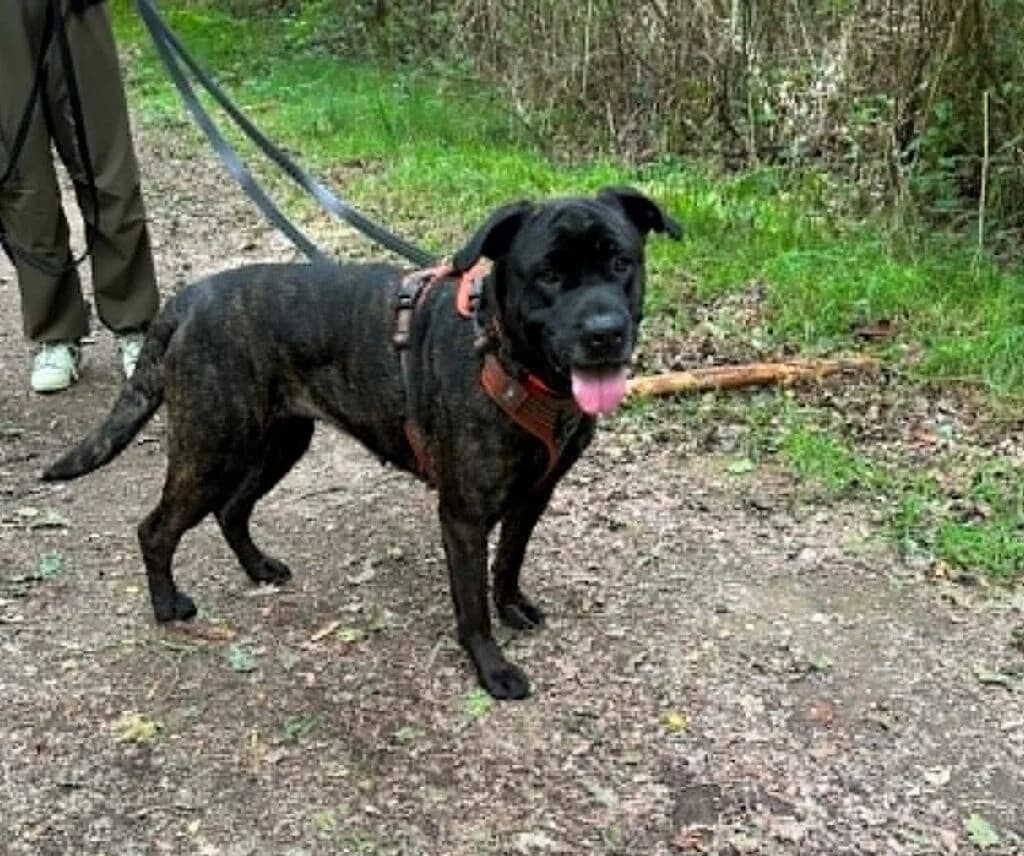 Millie, female Mixed Breed for adoption at SPA de la Haute-Vienne, Couzeix