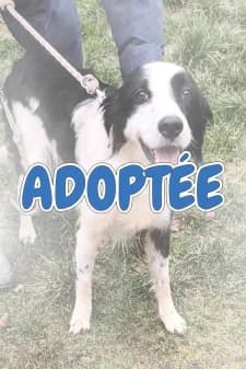 Mirabelle, male Border Collie for adoption at SPA de la Haute-Vienne, Couzeix — photo 8 of 10