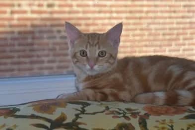 Mit Mit, male Mixed Breed for adoption at SPA de la Haute-Vienne, Couzeix
