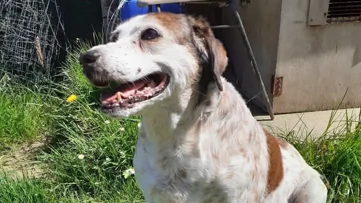 Nakita, female Mixed Breed for adoption at SPA de la Haute-Vienne, Couzeix