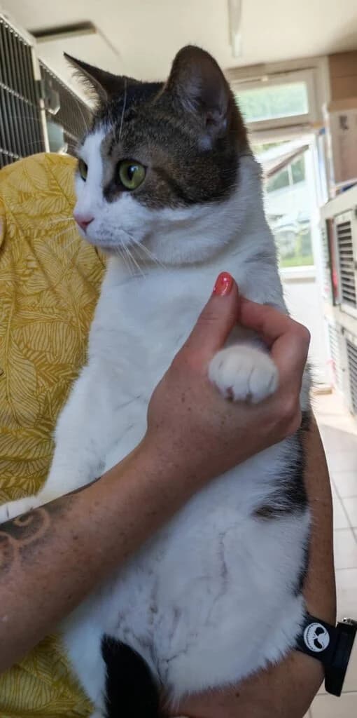 Nems, male Mixed Breed for adoption at SPA de la Haute-Vienne, Couzeix