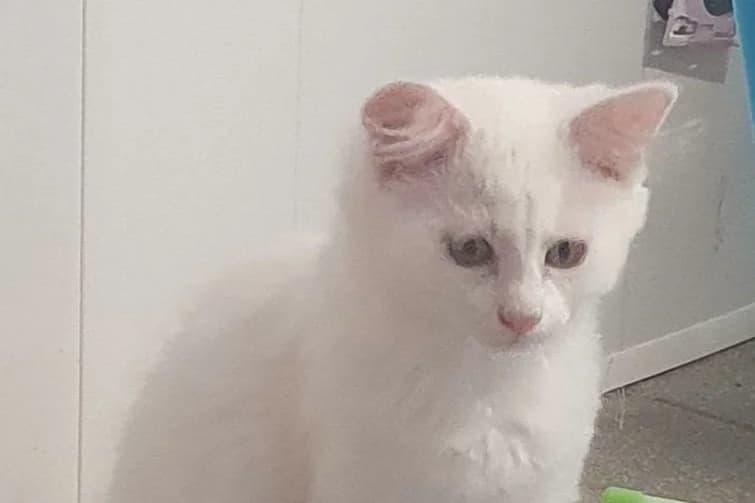 Neve, male Mixed Breed for adoption at SPA de la Haute-Vienne, Couzeix