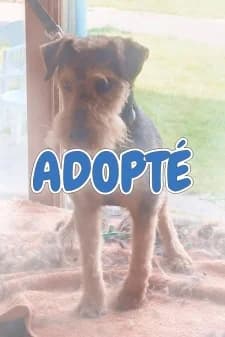 Obélix, male mixed breed for adoption at SPA de la Haute-Vienne, Couzeix — photo 8 of 10