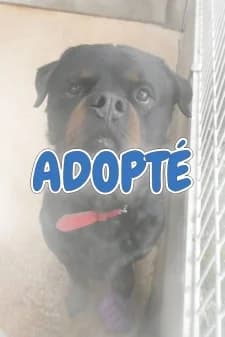 Odin, male Rottweiler for adoption at SPA de la Haute-Vienne, Couzeix — photo 8 of 10