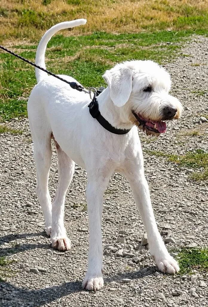 Onyx, male Mixed Breed for adoption at SPA de la Haute-Vienne, Couzeix