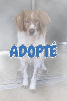 Ovni, male Beagle for adoption at SPA de la Haute-Vienne, Couzeix — photo 8 of 9