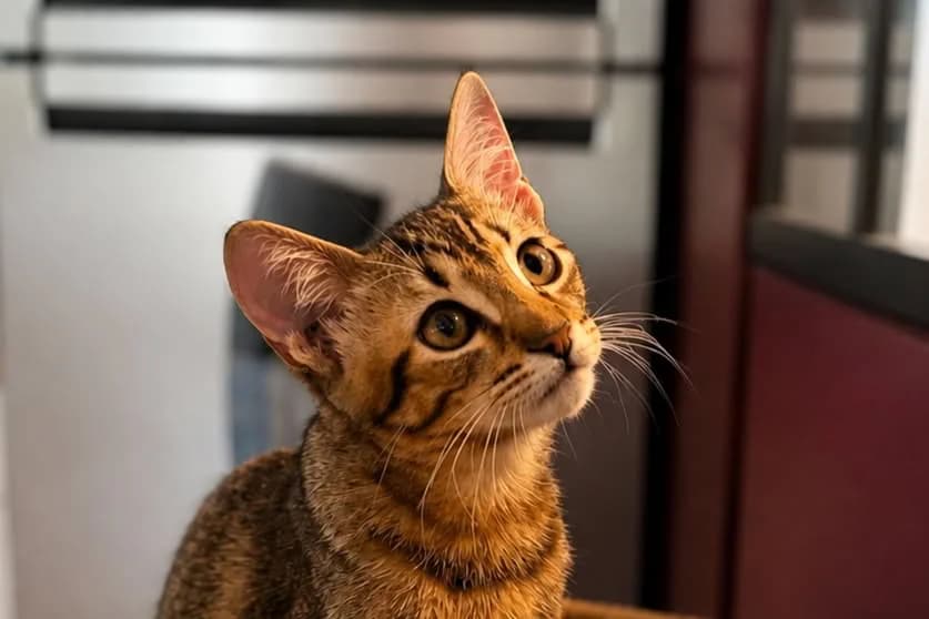 Paprika, male Mixed Breed for adoption at SPA de la Haute-Vienne, Couzeix