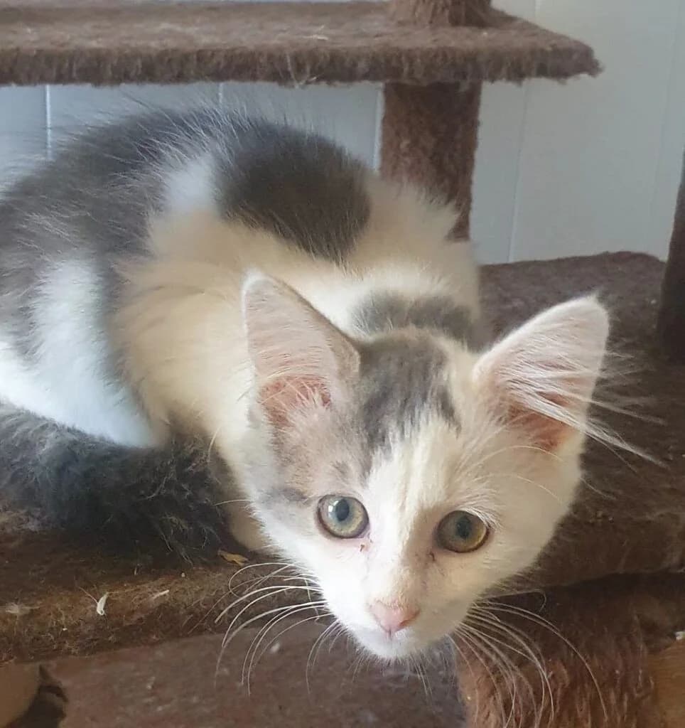Pépite, female Mixed Breed for adoption at SPA de la Haute-Vienne, Couzeix