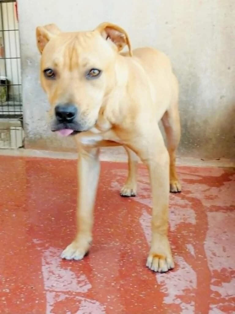 Pocket, male Mixed Breed for adoption at SPA de la Haute-Vienne, Couzeix