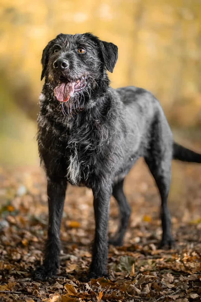 Polo, male mixed breed for adoption at SPA de la Haute-Vienne, Couzeix
