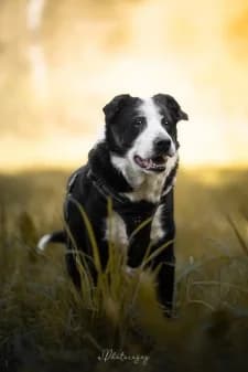 Prince, male Labrador Retriever for adoption at SPA de la Haute-Vienne, Couzeix — photo 8 of 9