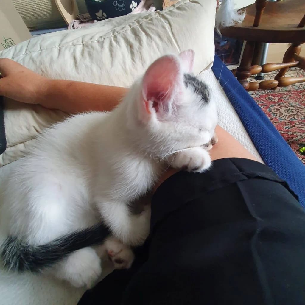 Prixy, female Mixed Breed for adoption at SPA de la Haute-Vienne, Couzeix