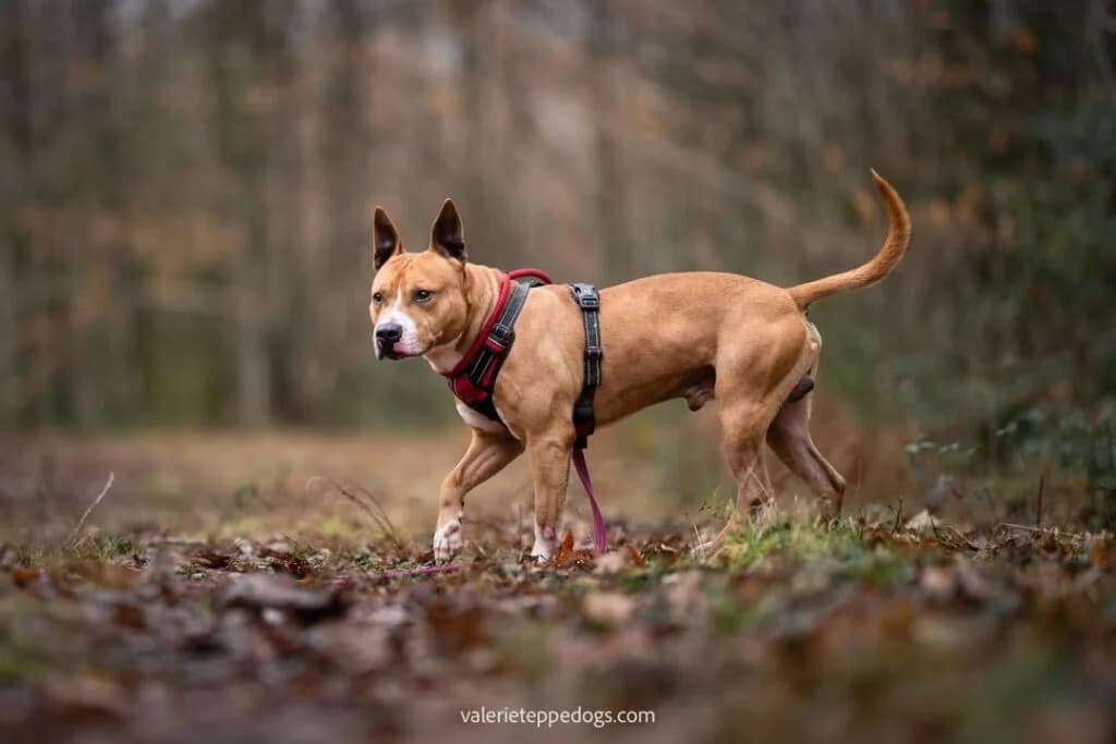 Raiden, male American Staffordshire Terrier for adoption at SPA de la Haute-Vienne, Couzeix