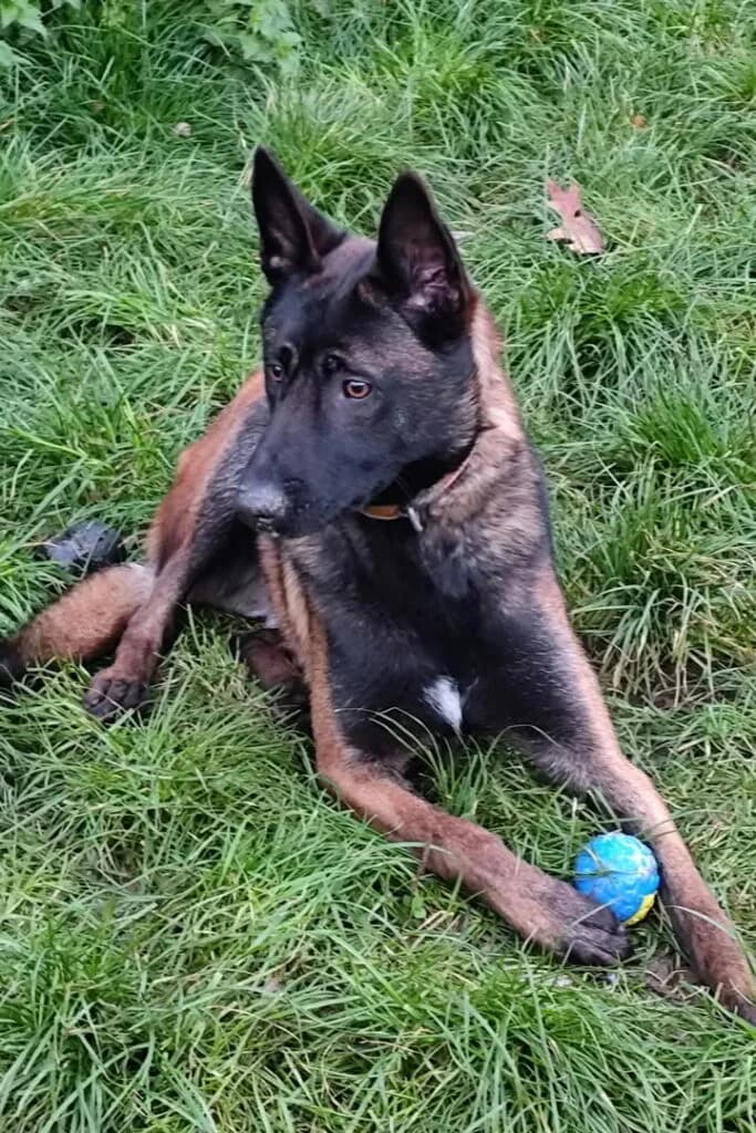 Ranger, male Belgian Malinois for adoption at SPA de la Haute-Vienne, Couzeix