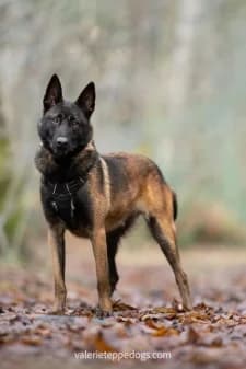 Ranger, male young Belgian Malinois for adoption at SPA de la Haute-Vienne, Couzeix
