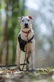 Reïka, male 5yo mixed breed for adoption at SPA de la Haute-Vienne, Couzeix