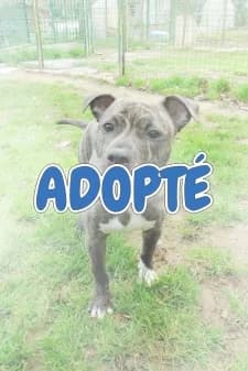 Rex, male mixed breed for adoption at SPA de la Haute-Vienne, Couzeix — photo 8 of 9