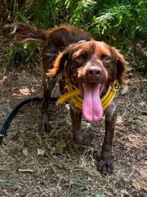 Ricola, male Mixed Breed for adoption at SPA de la Haute-Vienne, Couzeix