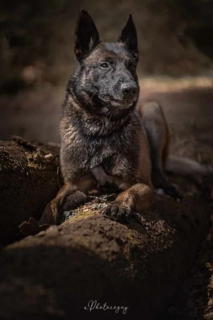 Rio, male Mixed Breed for adoption at SPA de la Haute-Vienne, Couzeix