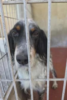 Rio, male 6yo mixed breed for adoption at SPA de la Haute-Vienne, Couzeix