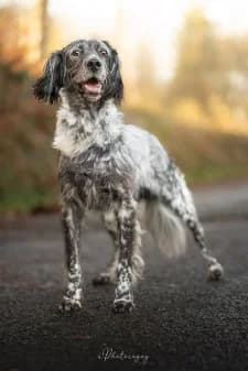 Rocky, male 7yo English Setter for adoption at SPA de la Haute-Vienne, Couzeix