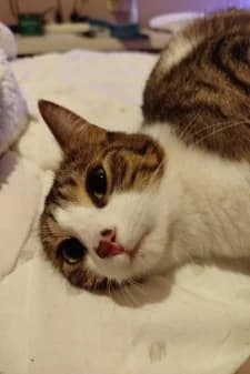Rosette, male young European Shorthair for adoption at SPA de la Haute-Vienne, Couzeix
