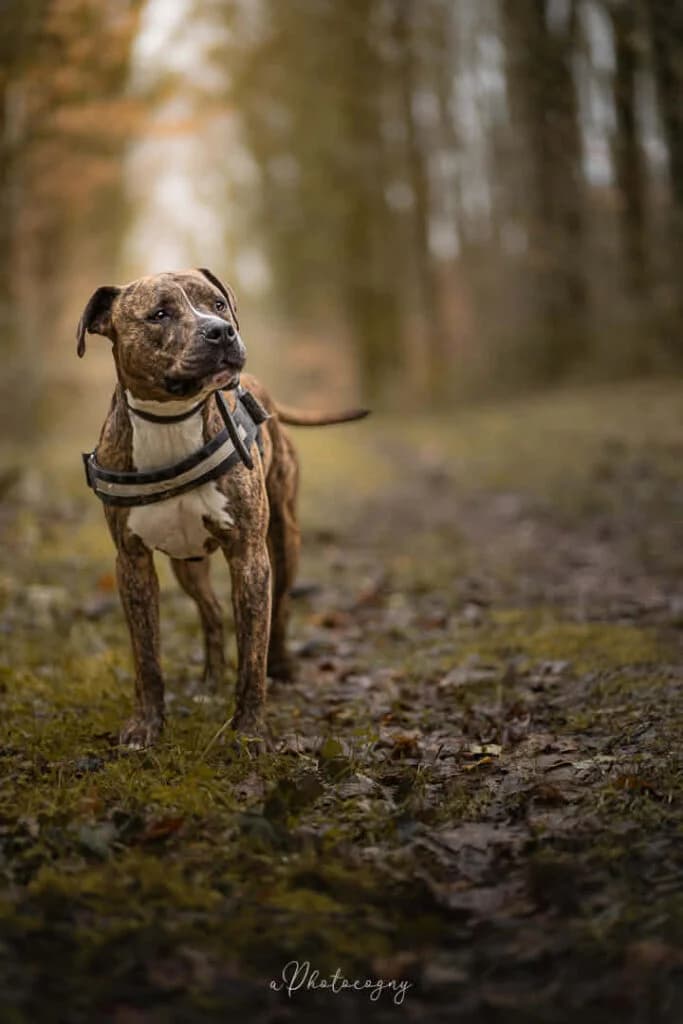 Rox, male mixed breed for adoption at SPA de la Haute-Vienne, Couzeix