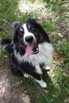 Run, male 5yo Border Collie for adoption at SPA de la Haute-Vienne, Couzeix