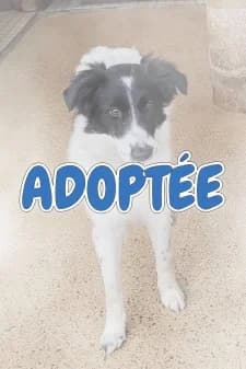 Saïga, male Border Collie for adoption at SPA de la Haute-Vienne, Couzeix — photo 8 of 9